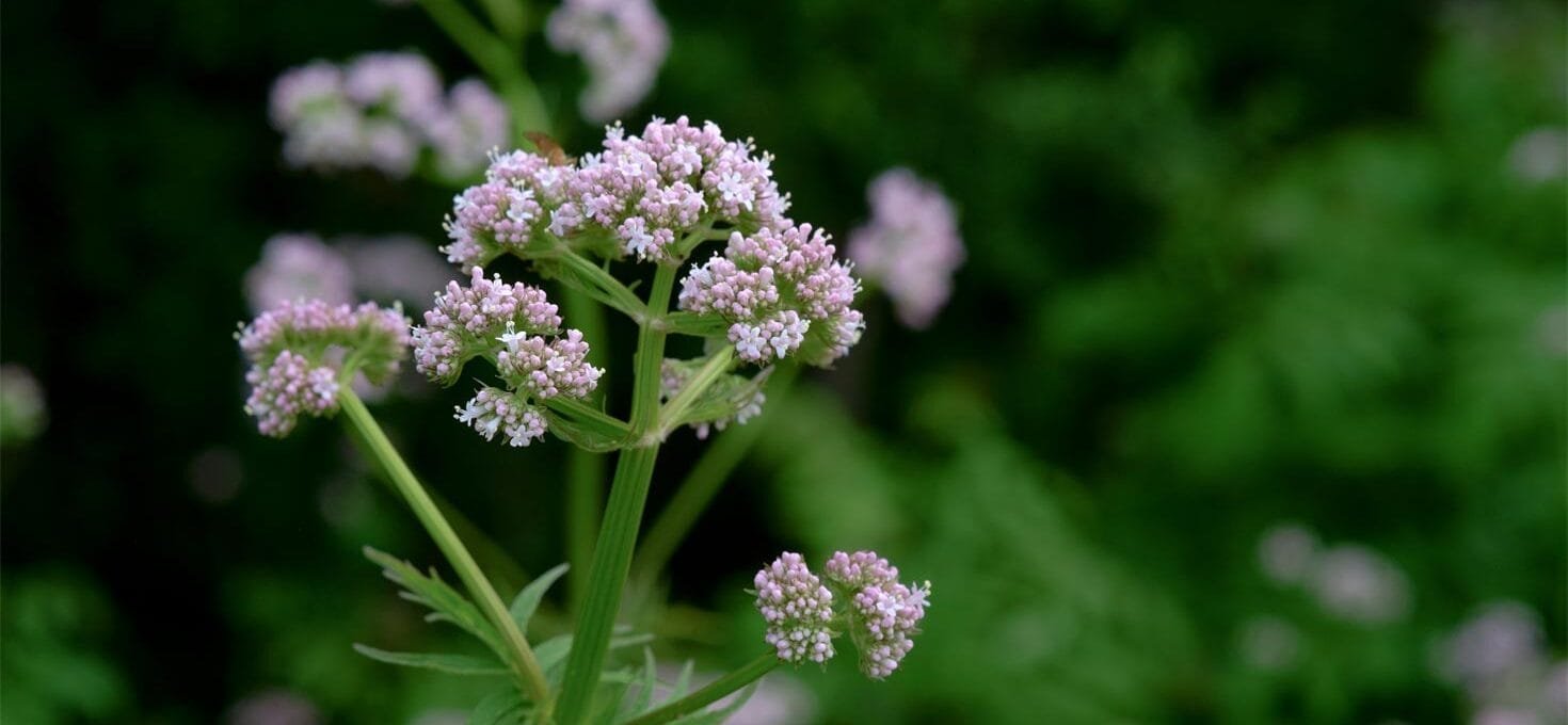 valerian for menopause