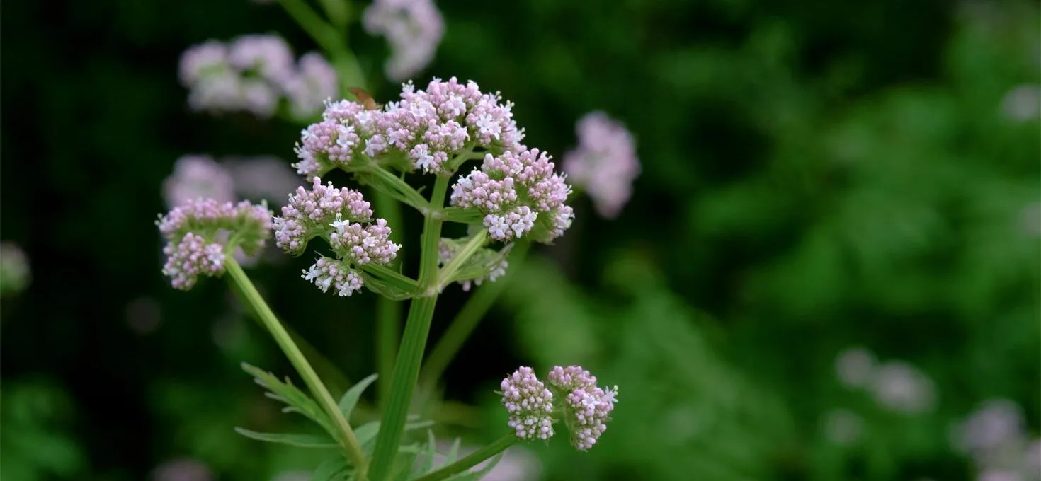 valerian for menopause