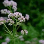 valerian for menopause