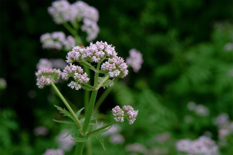 valerian for menopause